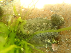 Acanthochitona zelandica
