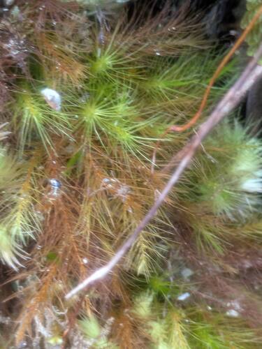 Pyrrhobryum pungens observed 2025-07-17