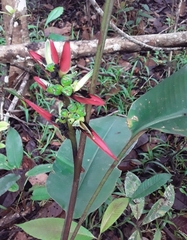 Heliconia apparicioi