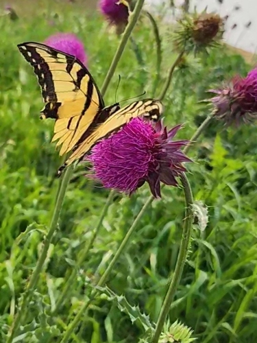 Eastern Tiger Swallowtail