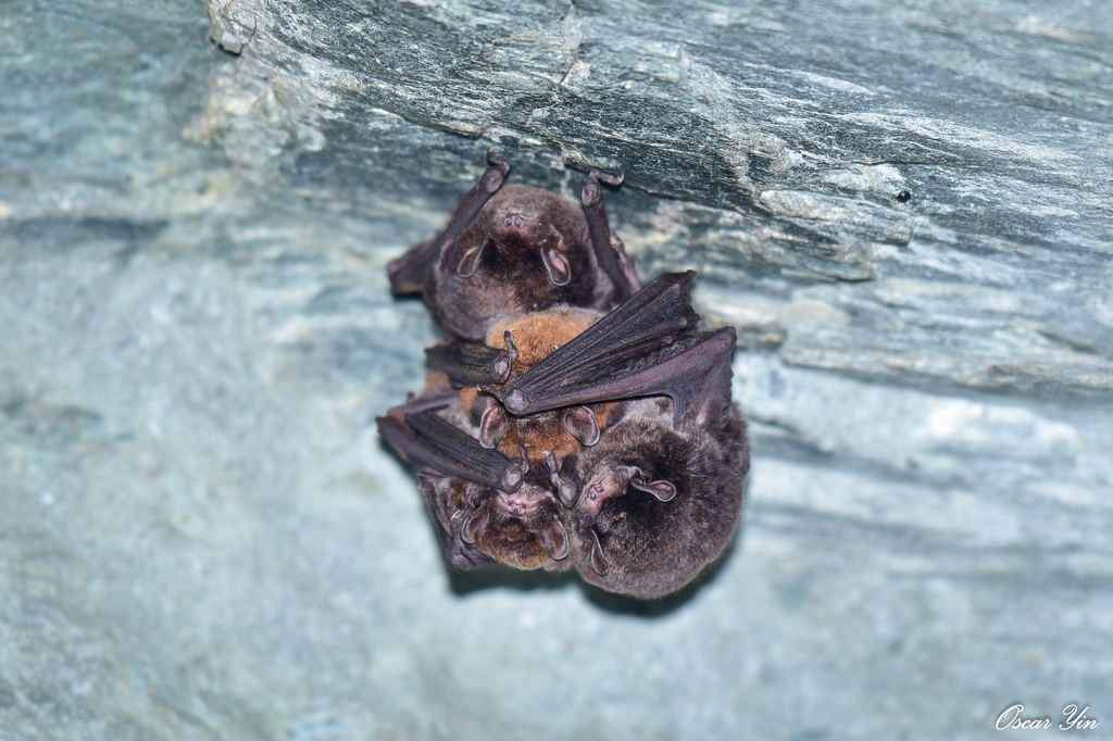 Asian Long-fingered Bat