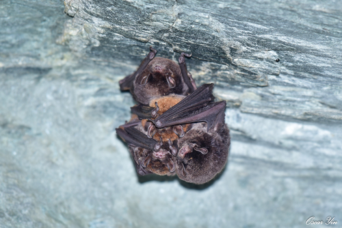 Asian Long-fingered Bat