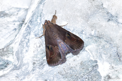 Ommatophora luminosa