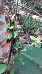 Heliconia apparicioi