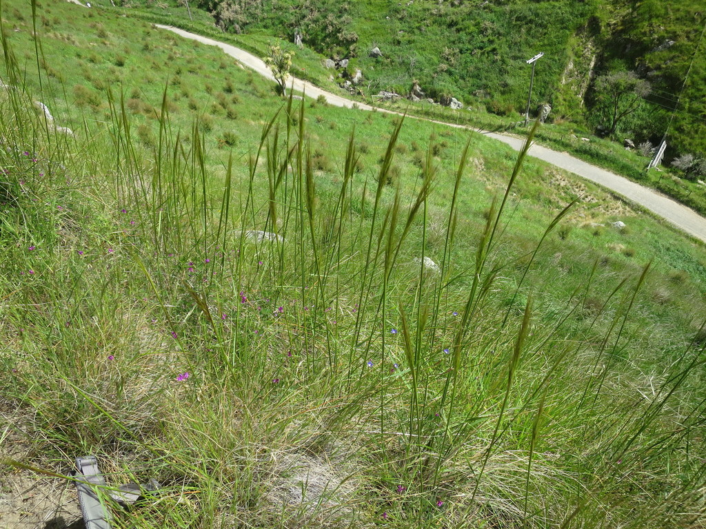 Austrostipa stuposa