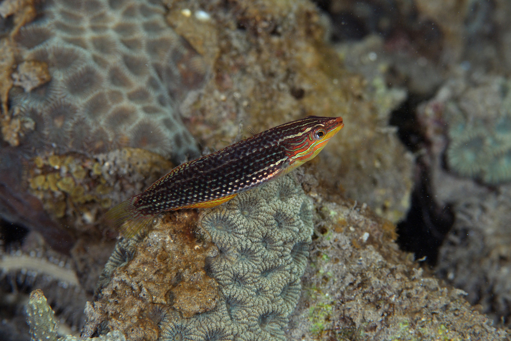 Schwatz's Wrasse (Halichoeres papilionaceus)
