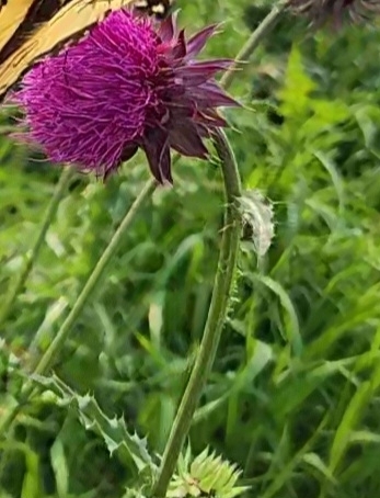 musk thistle