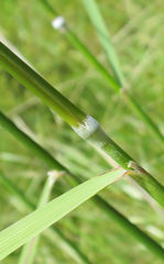 Austrostipa stuposa