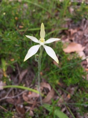 Caladenia marginata