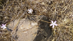 Dianthus strictus