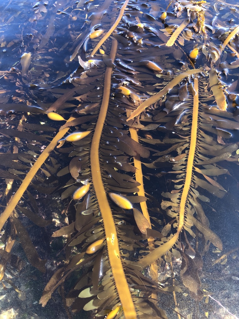 Feather Boa Kelp