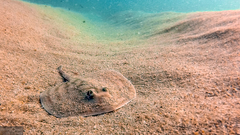 Urobatis concentricus