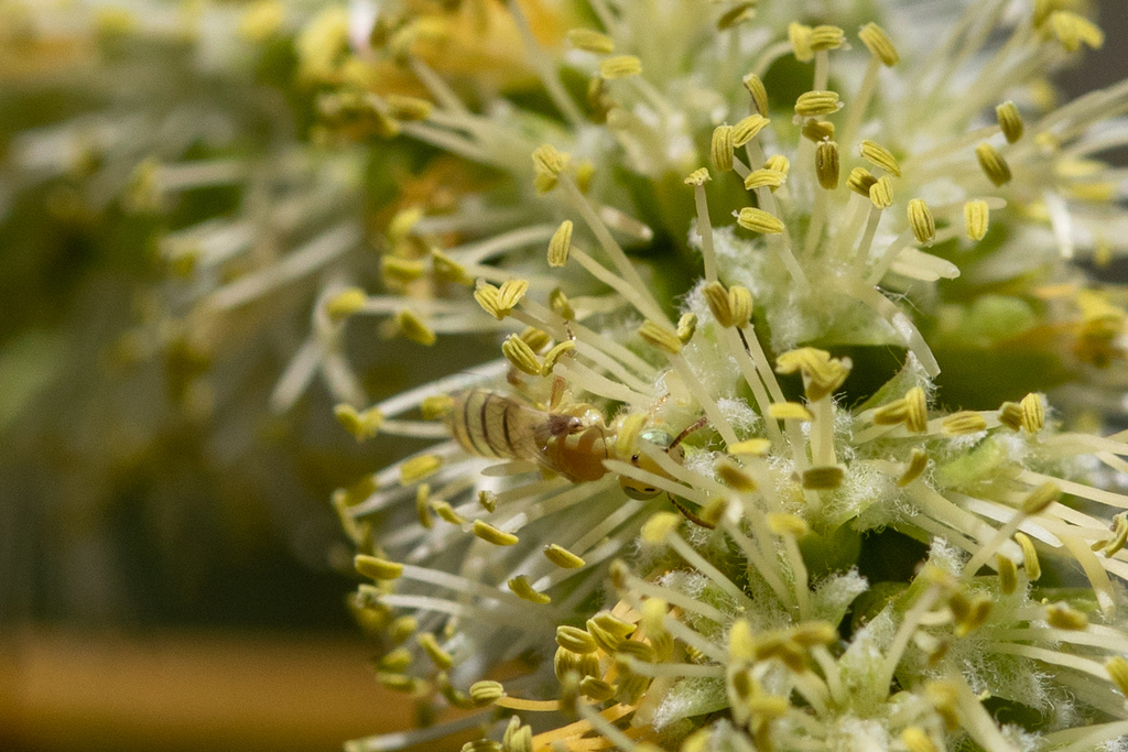 Perdita punctosignata