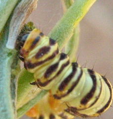 Lepidoptera