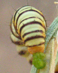 Lepidoptera