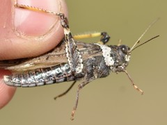 Angaracris barabensis