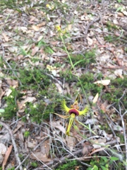 Caladenia lobata