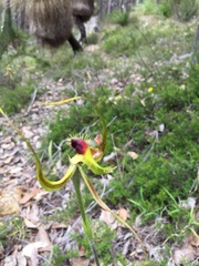 Caladenia lobata