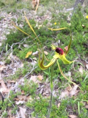 Caladenia lobata