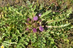 Cirsium acaule esculentum