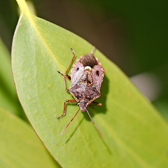 Cermatulus nasalis nasalis