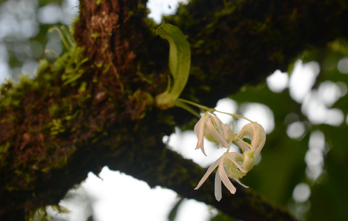 Tiny Dendrobium (Dendrobium nanum)