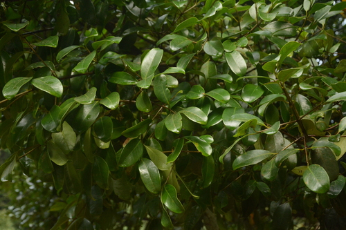 Malabar tamarind (Garcinia gummi)