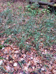 Torreyochloa pallida