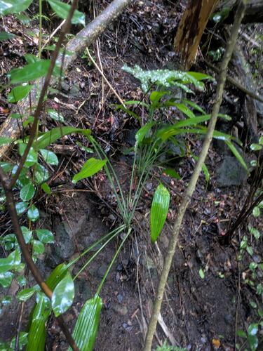 Dracaena aubryana, 2025-07-28