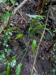 Dracaena aubryana, photograph (c) Kevin Faccenda, some rights reserved (CC BY)