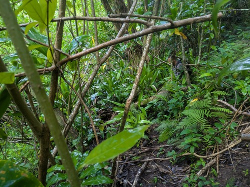 Dracaena aubryana, 2025-07-28