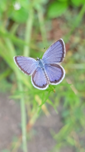 Ceraunus Blue photo 5