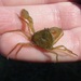 Estuarine Pillbox Crab - Photo (c) Stephen Thorpe, some rights reserved (CC BY-NC), uploaded by Stephen Thorpe