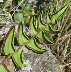 Pellaea calidirupium