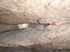 Pseudelaphe flavirufa