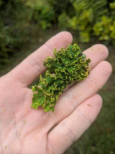 Lobaria, 2025-07-28