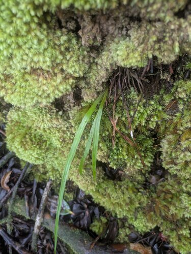 Haplopteris elongata observed 2025-07-28