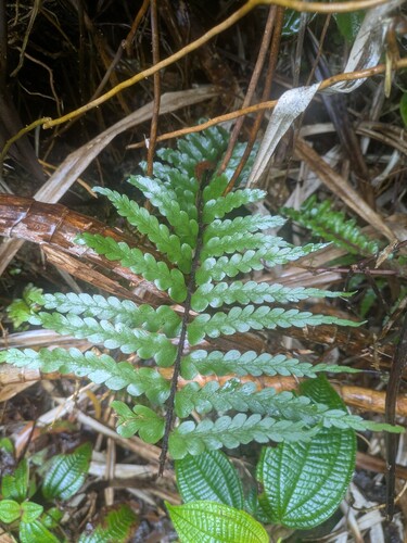Asplenium caudatum, 2025-07-28