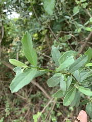 Cordia quercifolia