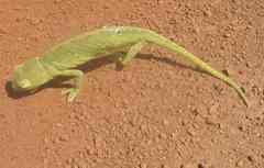 Chamaeleo senegalensis