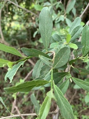 Cordia quercifolia