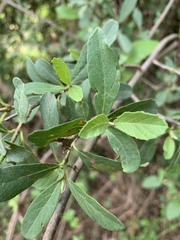 Cordia quercifolia