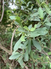 Cordia quercifolia