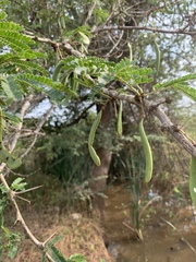Vachellia robusta clavigera