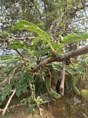 Vachellia robusta clavigera