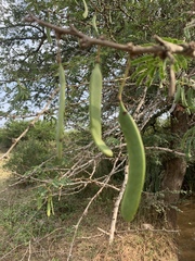 Vachellia robusta clavigera