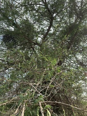 Vachellia robusta clavigera