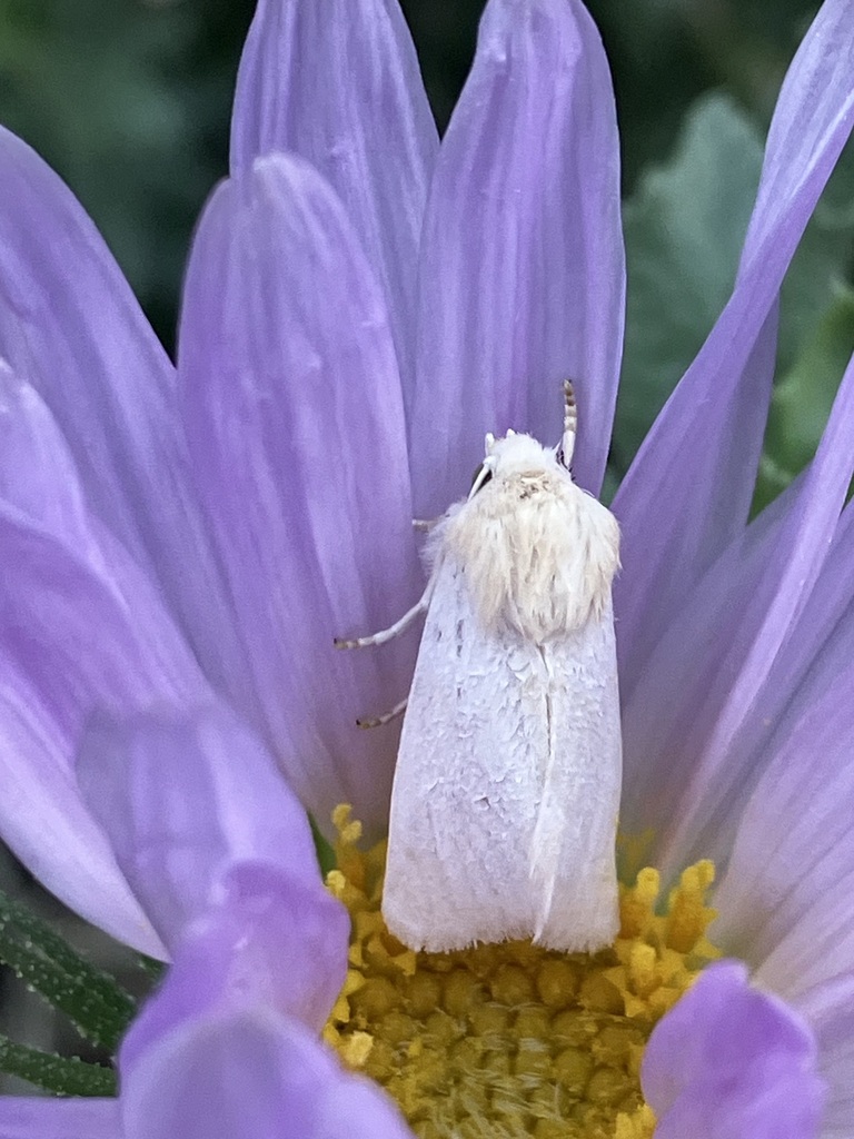 Schinia jaegeri