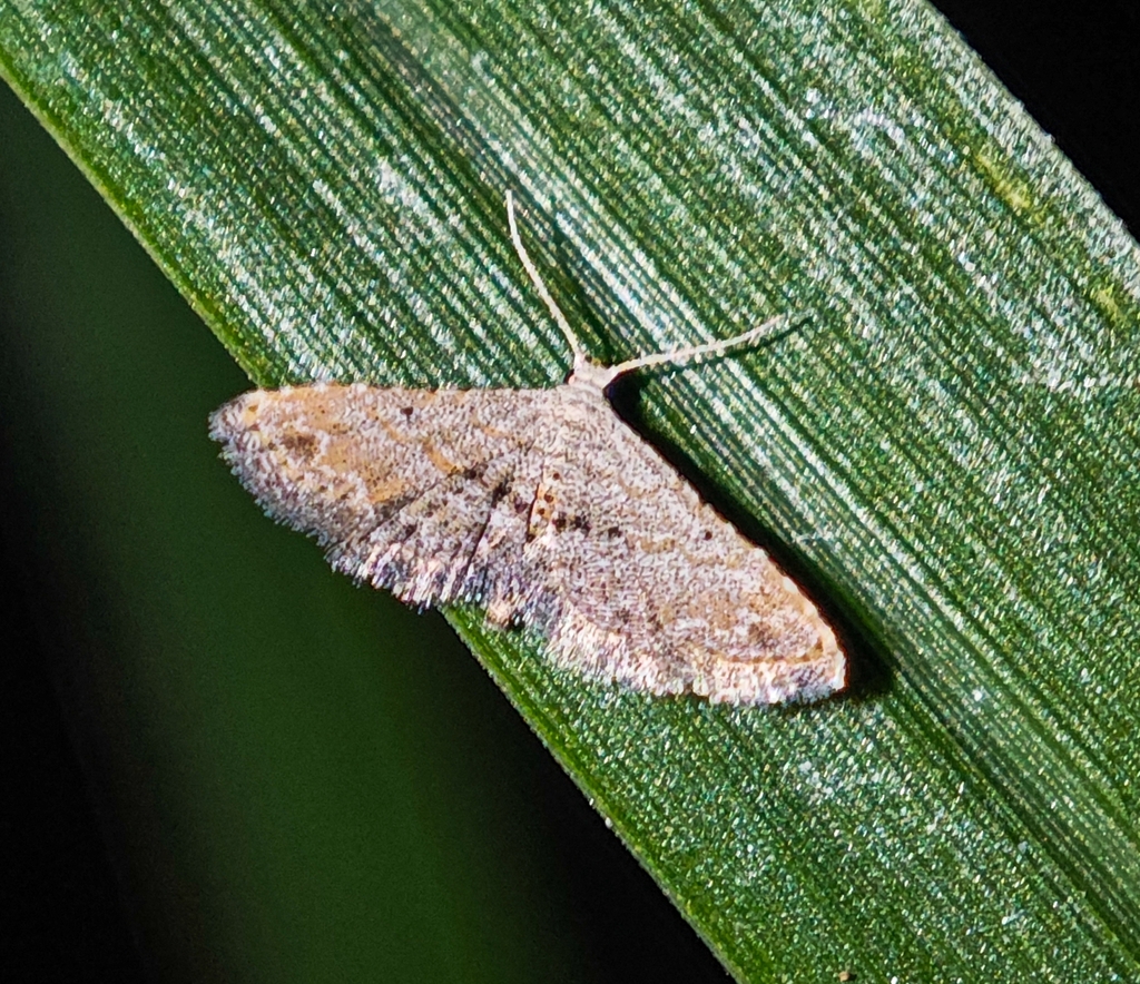Araeopteron obliquifascia