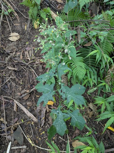 Blumea sinuata, 2025-07-30